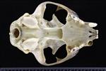 Bobcat (Cranium (Axial) - Ventral)
