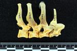 Bobcat (Cervical Vertebrae Last (Axial) - Right)