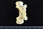 Bobcat (Cervical Vertebrae 1 - Atlas (Axial) - Dorsal)