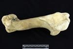 American Bison (Humerus (Left) - Lateral)