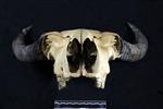 American Bison (Cranium (Axial) - Cranial)