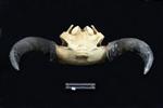 American Bison (Cranium (Axial) - Caudal)