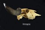 American Bison (Cranium (Axial) - Right)