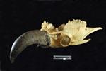 American Bison (Cranium (Axial) - Left)