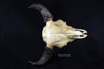 American Bison (Cranium (Axial) - Dorsal)