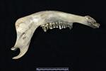 American Bison (Mandible Right (Right) - Medial)