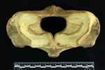 American Bison (Cervical Vertebrae 1 - Atlas (Axial) - Cranial)