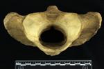 American Bison (Cervical Vertebrae 1 - Atlas (Axial) - Caudal)