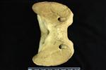 American Bison (Cervical Vertebrae 1 - Atlas (Axial) - Dorsal)