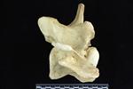 American Bison (Cervical Vertebrae 3 (Axial) - Right)