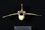 American Bison (Lumbar Vertebrae Middle (Axial) - Cranial)