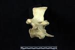 American Bison (Lumbar Vertebrae Middle (Axial) - Right)