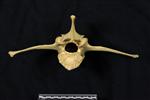 American Bison (Lumbar Vertebrae Last (Axial) - Cranial)