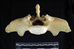 American Bison (Sacrum (Axial) - Cranial)