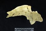 American Bison (Sacrum (Axial) - Right)