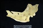 American Bison (Sacrum (Axial) - Left)