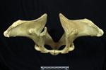 American Bison (Innominate (Axial) - Cranial)