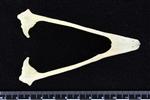 Bald Eagle (Jaw (Axial) - Ventral)