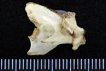 Pacific White-Fronted Goose (Cervical Vertebrae 1 - Atlas (Axial) - Right)
