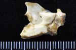 Pacific White-Fronted Goose (Cervical Vertebrae 1 - Atlas (Axial) - Left)