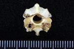 Pacific White-Fronted Goose (Cervical Vertebrae 3 (Axial) - Cranial)