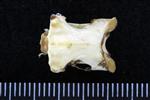 Pacific White-Fronted Goose (Cervical Vertebrae 3 (Axial) - Dorsal)