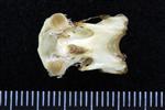 Pacific White-Fronted Goose (Cervical Vertebrae 3 (Axial) - Ventral)