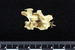 Pacific White-Fronted Goose (Cervical Vertebrae Last (Axial) - Right)
