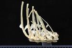 Pacific White-Fronted Goose (Thoracic Vertebrae Middle (Axial) - Left)