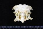 Glaucous Gull (Cranium (Axial) - Cranial)