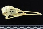 Glaucous Gull (Cranium (Axial) - Right)