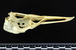 Glaucous Gull (Cranium (Axial) - Left)