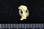 Glaucous Gull (Cervical Vertebrae 1 - Atlas (Axial) - Right)