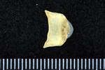 Glaucous Gull (Cervical Vertebrae 1 - Atlas (Axial) - Dorsal)