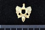 Glaucous Gull (Cervical Vertebrae 3 (Axial) - Cranial)