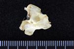Glaucous Gull (Cervical Vertebrae 3 (Axial) - Left)