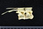 Glaucous Gull (Thoracic Vertebrae Middle (Axial) - Right)