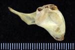 Glaucous Gull (Coracoid (Right) - Proximal)
