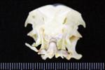 Black-legged Kittiwake (Cranium (Axial) - Cranial)