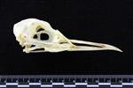 Black-legged Kittiwake (Cranium (Axial) - Right)