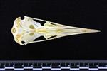 Black-legged Kittiwake (Cranium (Axial) - Ventral)