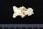 Black-legged Kittiwake (Cervical Vertebrae 1 - Atlas (Axial) - Ventral)