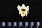 Black-legged Kittiwake (Cervical Vertebrae 2 - Axis (Axial) - Cranial)