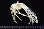 Black-legged Kittiwake (Synsacrum (Axial) - Cranial)