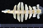 Black-legged Kittiwake (Caudal Vertebrae 1 (Axial) - Ventral)