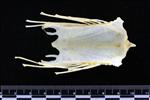 Black-legged Kittiwake (Sternum (Keel) (Axial) - Dorsal)