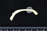 Black-legged Kittiwake (Furcula (Axial) - Right)
