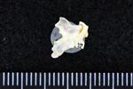 Parasitic Jaeger (Cervical Vertebrae 1 - Atlas (Axial) - Left)