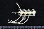 Parasitic Jaeger (Thoracic Vertebrae Middle (Axial) - Ventral)