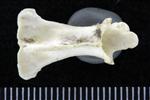 Red throated Loon (Cervical Vertebrae 2 - Axis (Axial) - Dorsal)